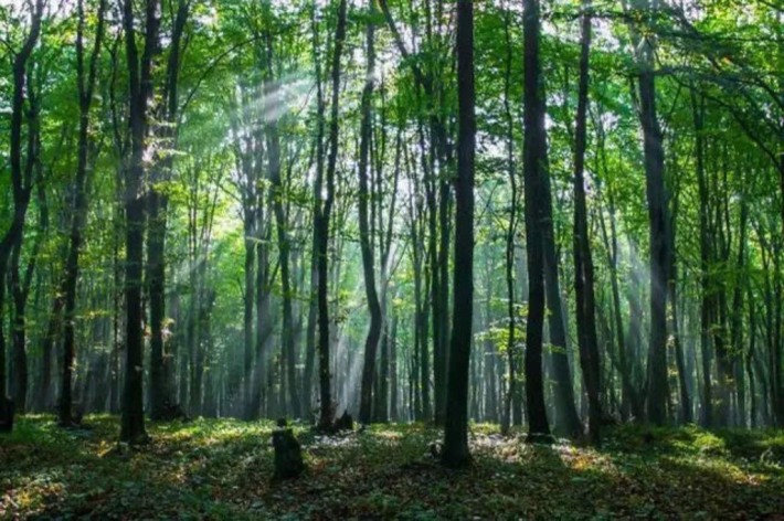 forest bathing beach