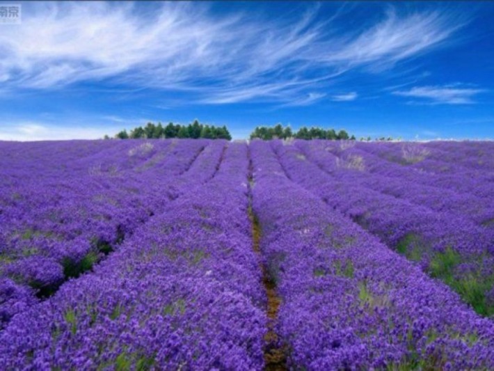 Aegean Lavender Manor