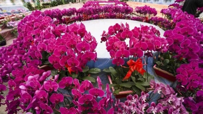Sanyi Flower Garden