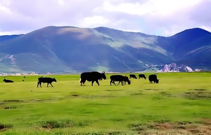 Yila Grassland Scenic Area
