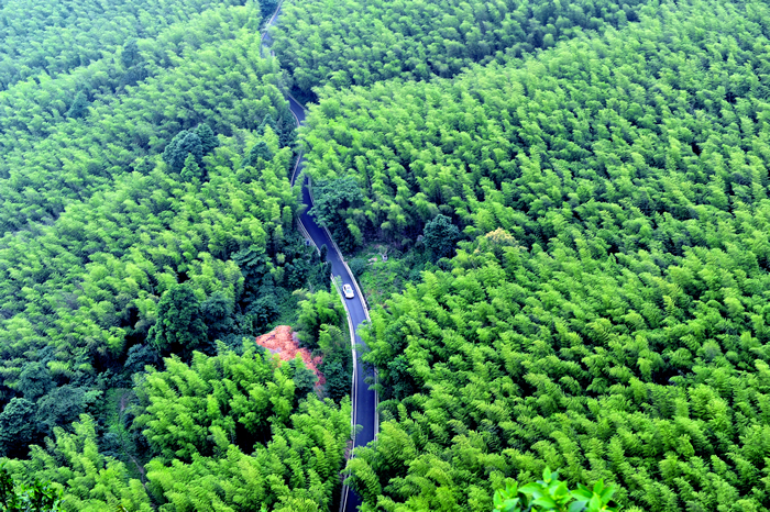 Yongchuan Chashan Zhuhai (Tea Mountain Bamboo Sea) Tourism Area