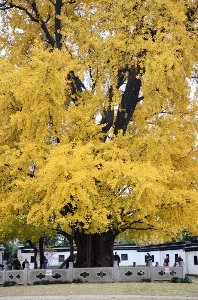 Jiading Ancient Tree Park