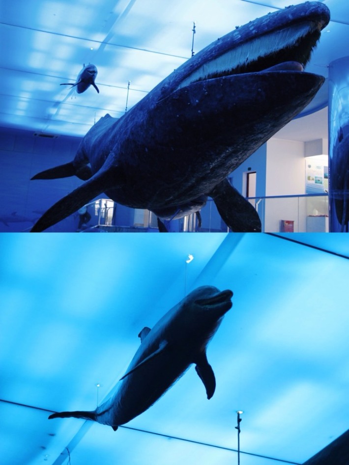 Cetacean