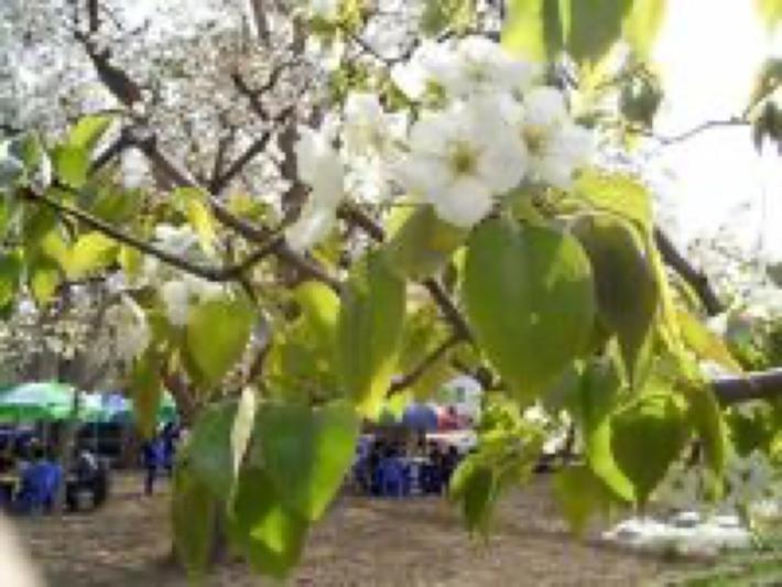 Shichuan Ancient Pear Garden