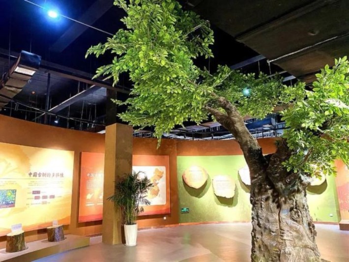 Ancient Tree Museum