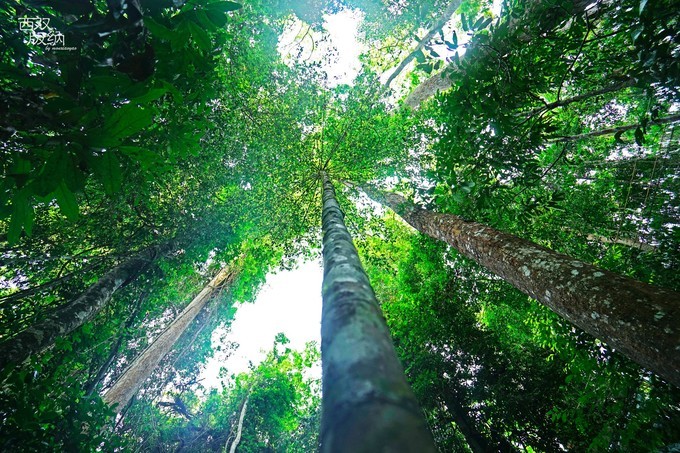 Wangtianshu (Parashorea) Tourism Area