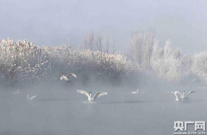 Swan Spring Tourism Area
