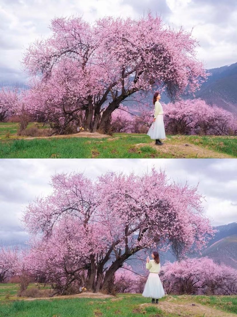 In Linzhi in March, the chill is over, but it
