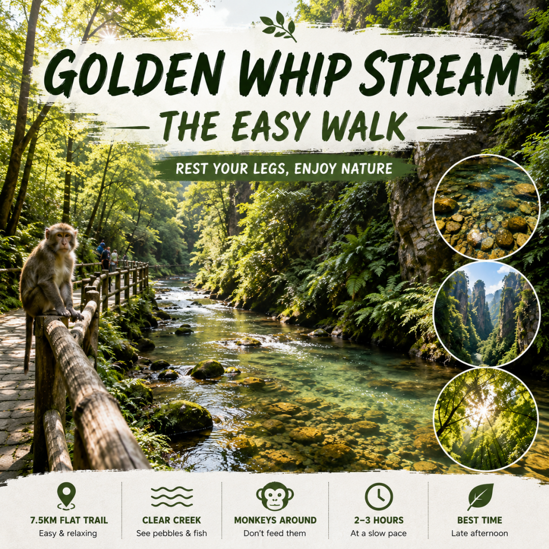 Golden Whip Stream – the easy walk 🌿 After climbing