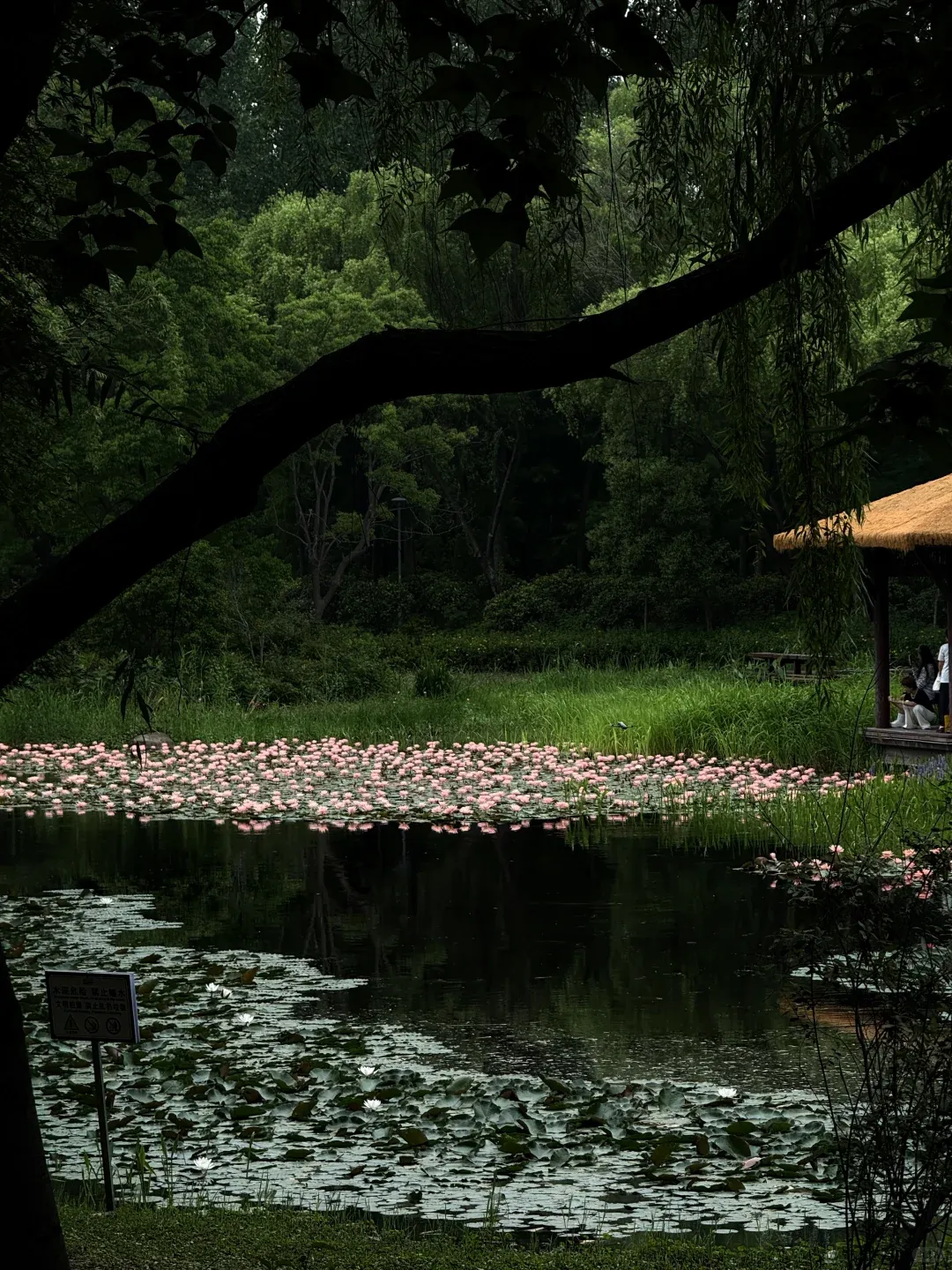 Huqiu Wetland Park water lily has entered the best
