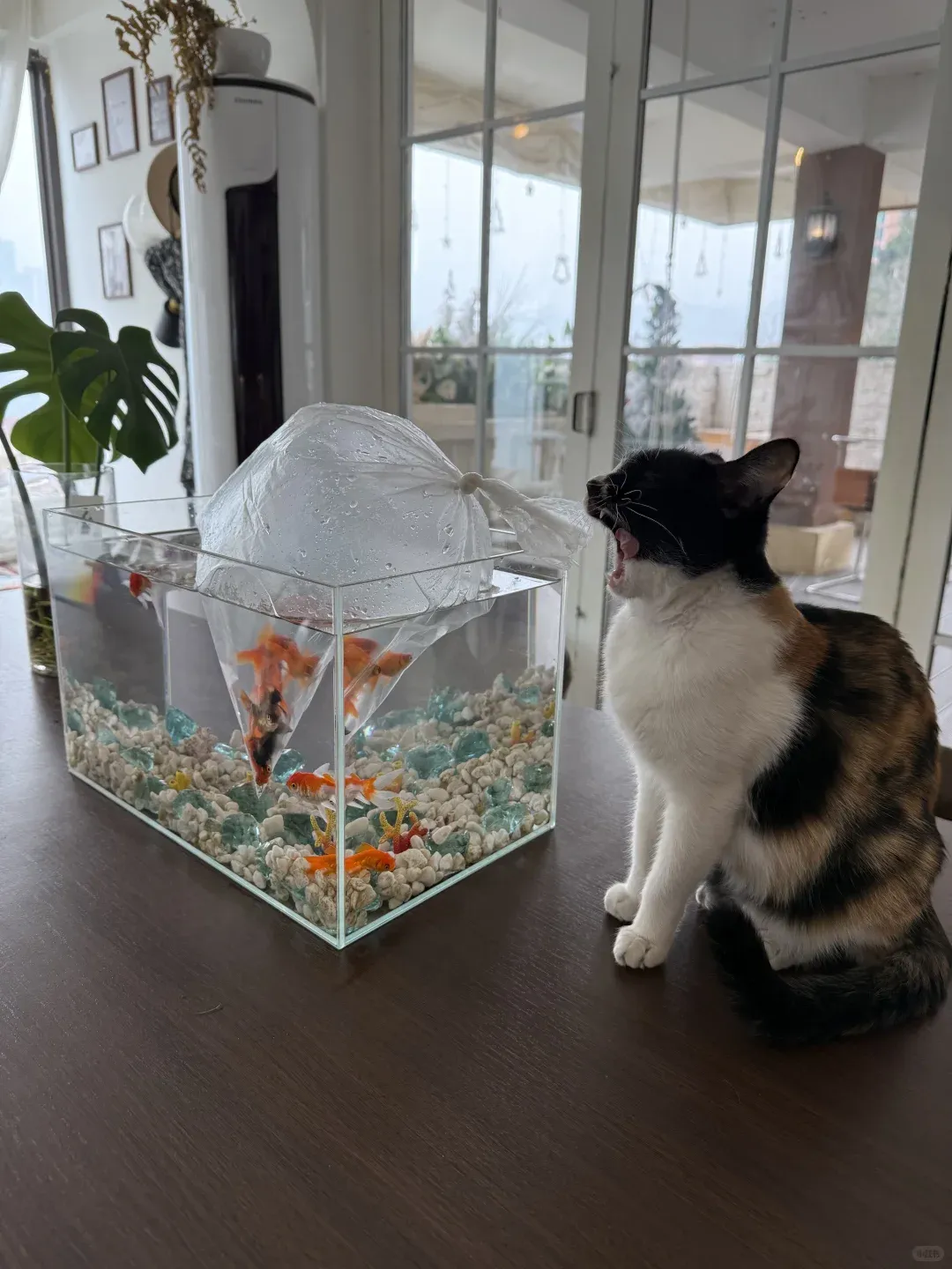 Hello, Chongqing hi, friend🐈⬛